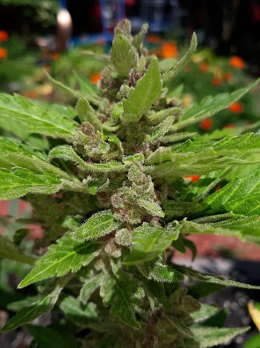TwistedTree | Alien Moonrocks | Auto Flower Cannabis Seeds Female