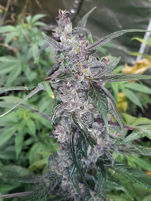 TwistedTree | Alien Moonrocks | Auto Flower Cannabis Seeds Female
