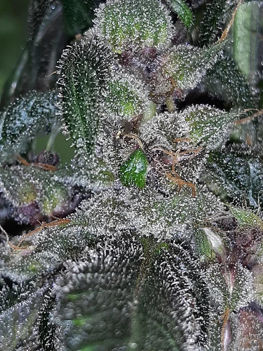 TwistedTree | Alien Moonrocks | Auto Flower Cannabis Seeds Female