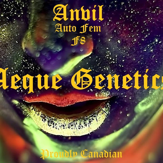 Aeque Genetics | Anvil F8 | Autoflowering Cannabis Seeds Female