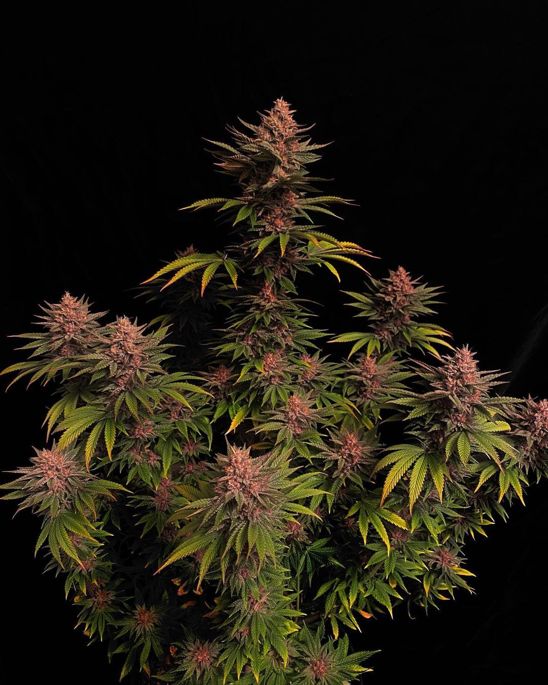 Fast Buds | Purple Lemonade FF | Fast Flowering Cannabis Seeds Female