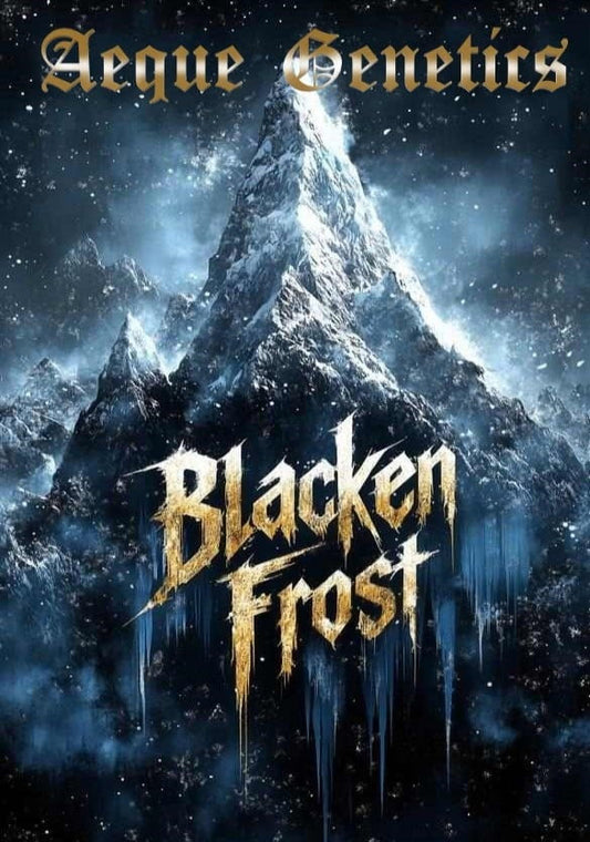 Aeque Genetics | Blacken Frost |Photoperiod Cannabis Seeds Female