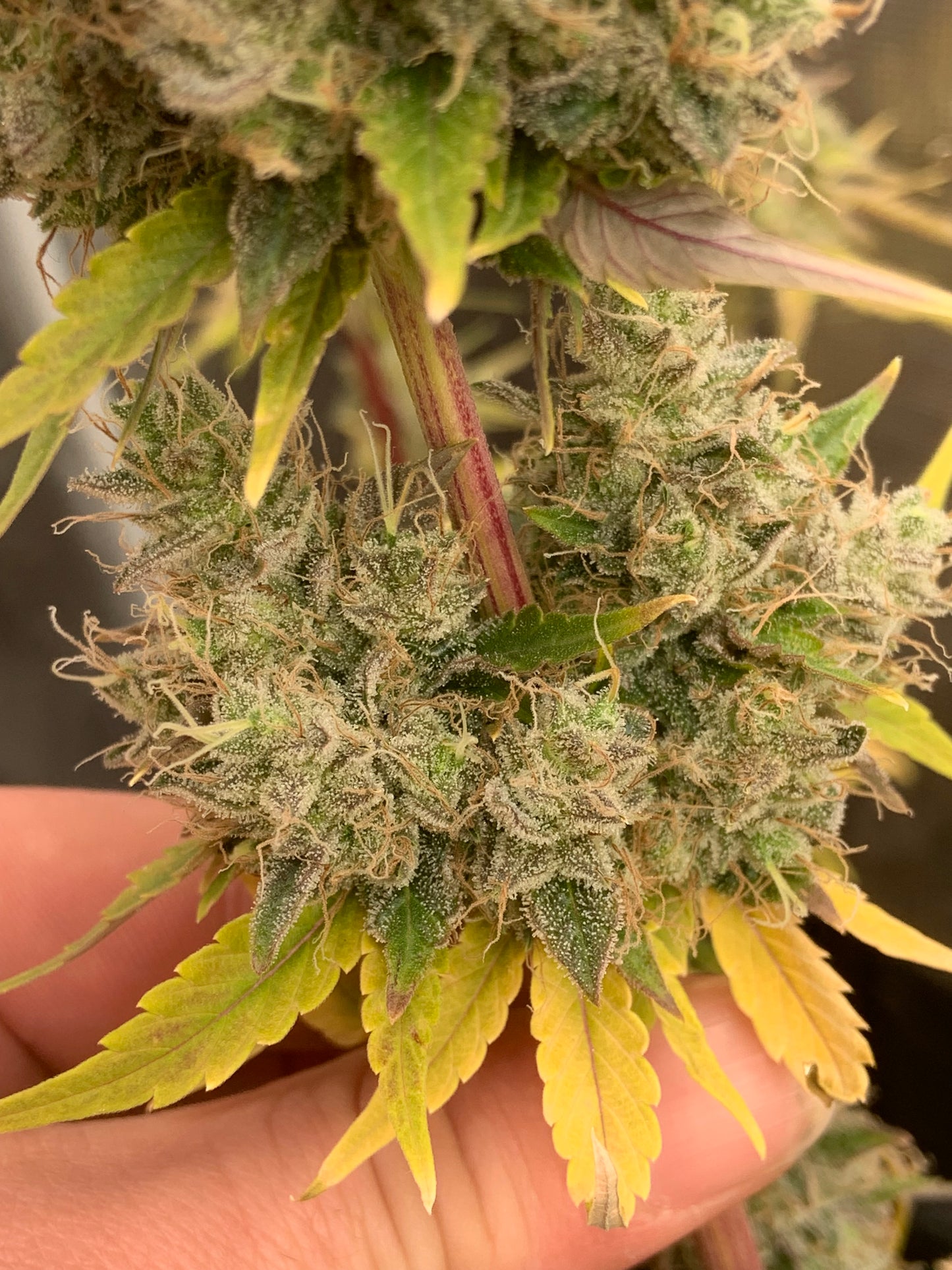 Old Brown Dog | Blueberry Lights F1 | Photoperiod Cannabis Seeds Female