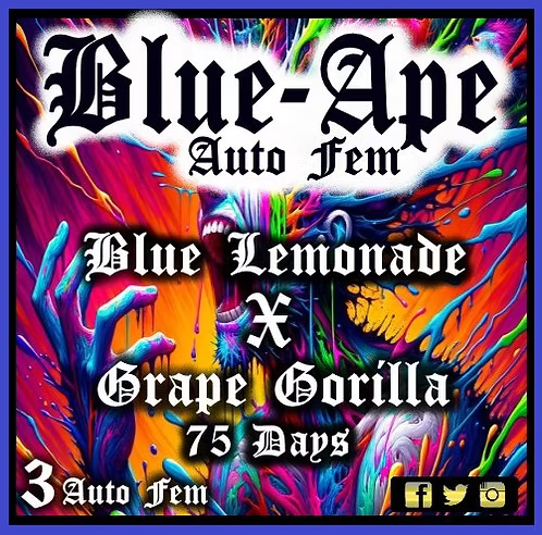 Aeque Genetics | Blue Ape |Autoflowering Cannabis Seeds Female