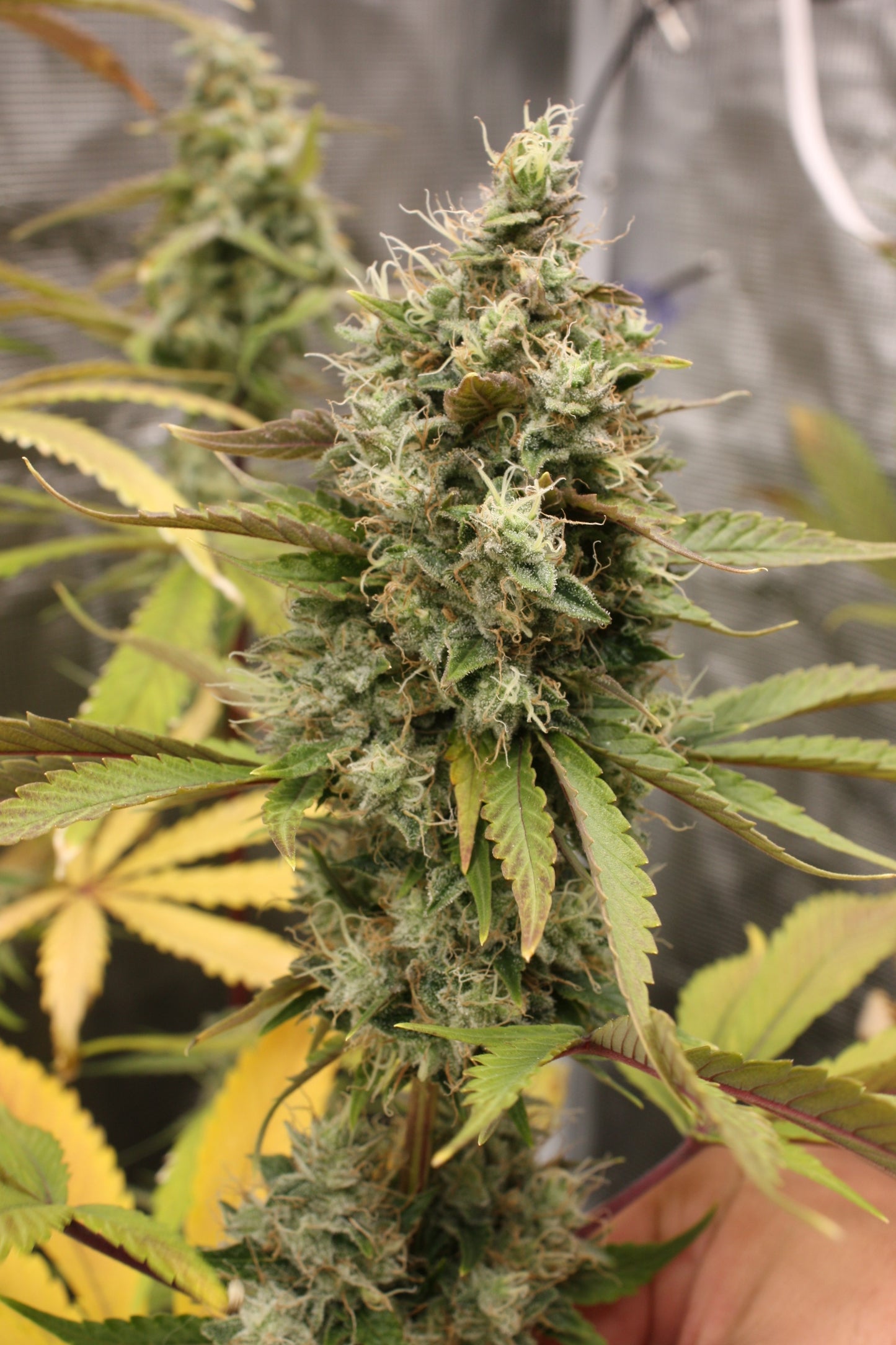 Old Brown Dog | Blueberry Lights F1 | Photoperiod Cannabis Seeds Female