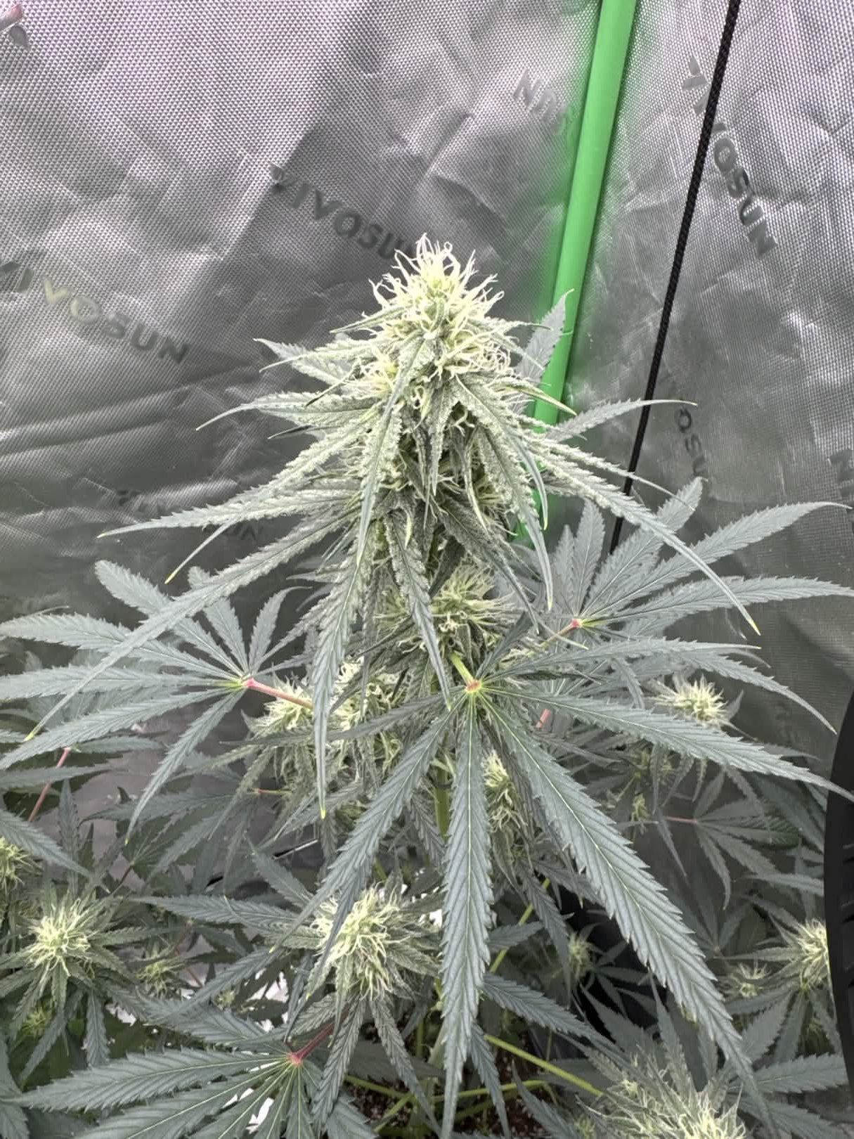 Axiom Seeds | Space Bananas | Auto Flower Cannabis Seeds Female