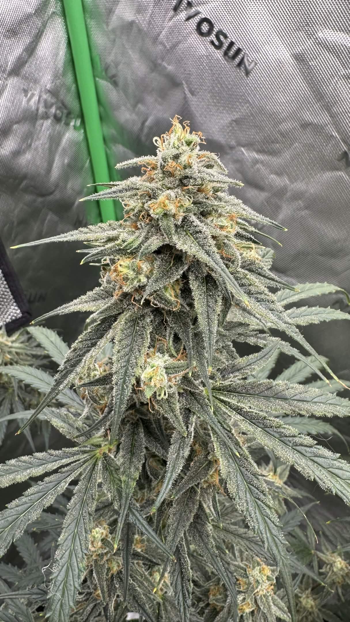 Axiom Seeds | Space Bananas | Auto Flower Cannabis Seeds Female
