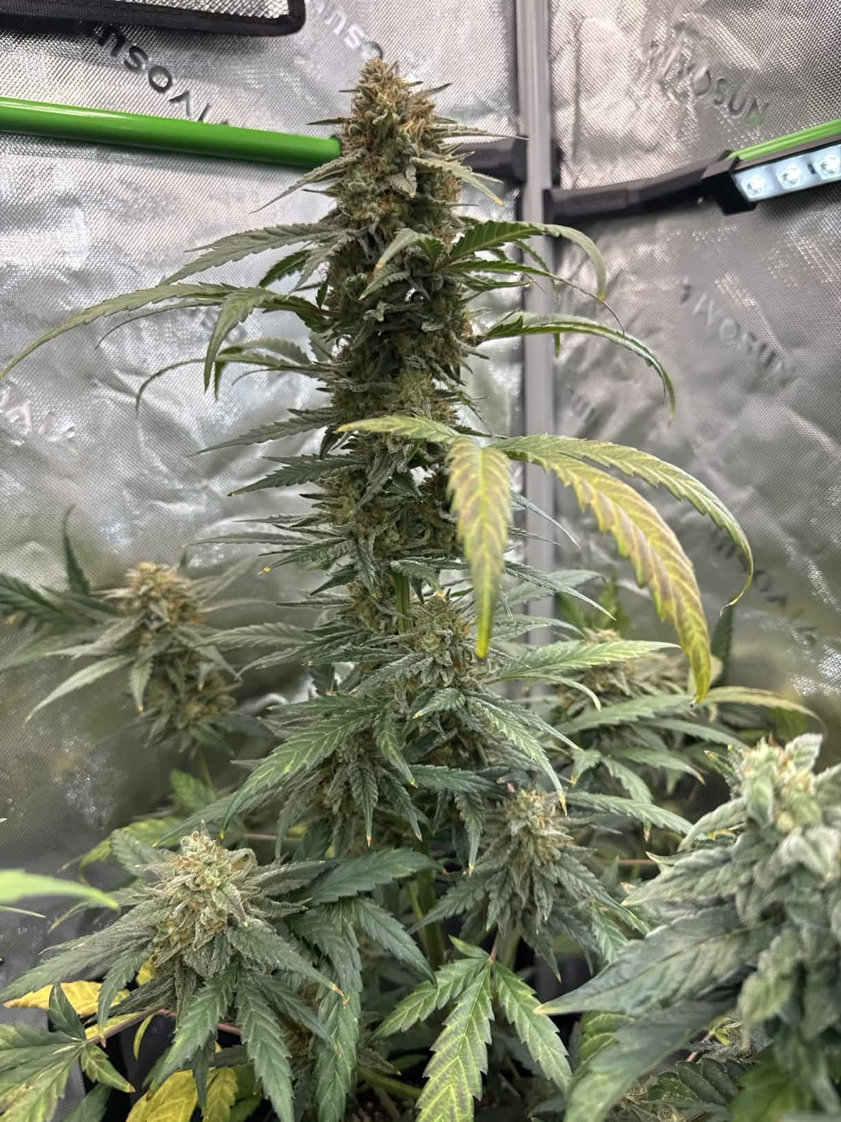 Axiom Seeds | Space Bananas | Auto Flower Cannabis Seeds Female