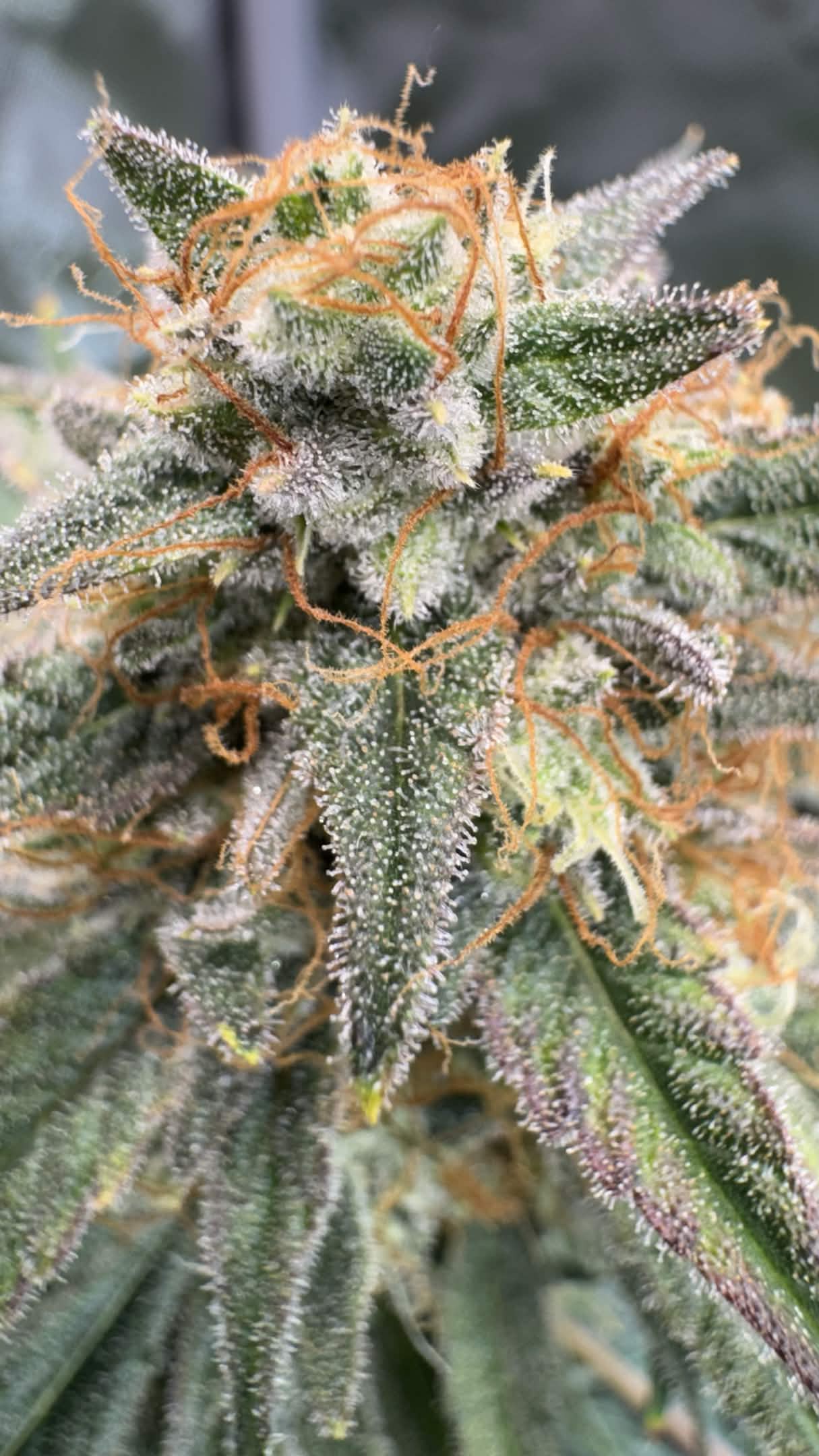 Axiom Seeds | Space Bananas | Auto Flower Cannabis Seeds Female