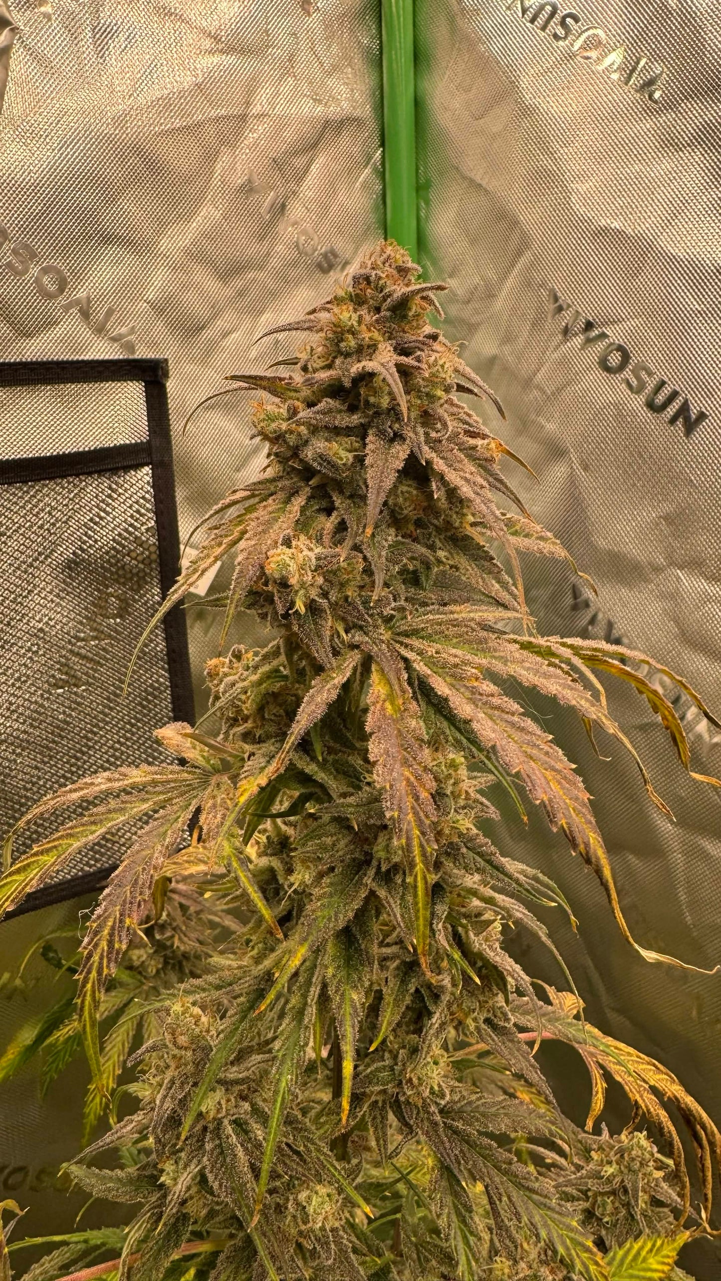 Axiom Seeds | Space Bananas | Auto Flower Cannabis Seeds Female