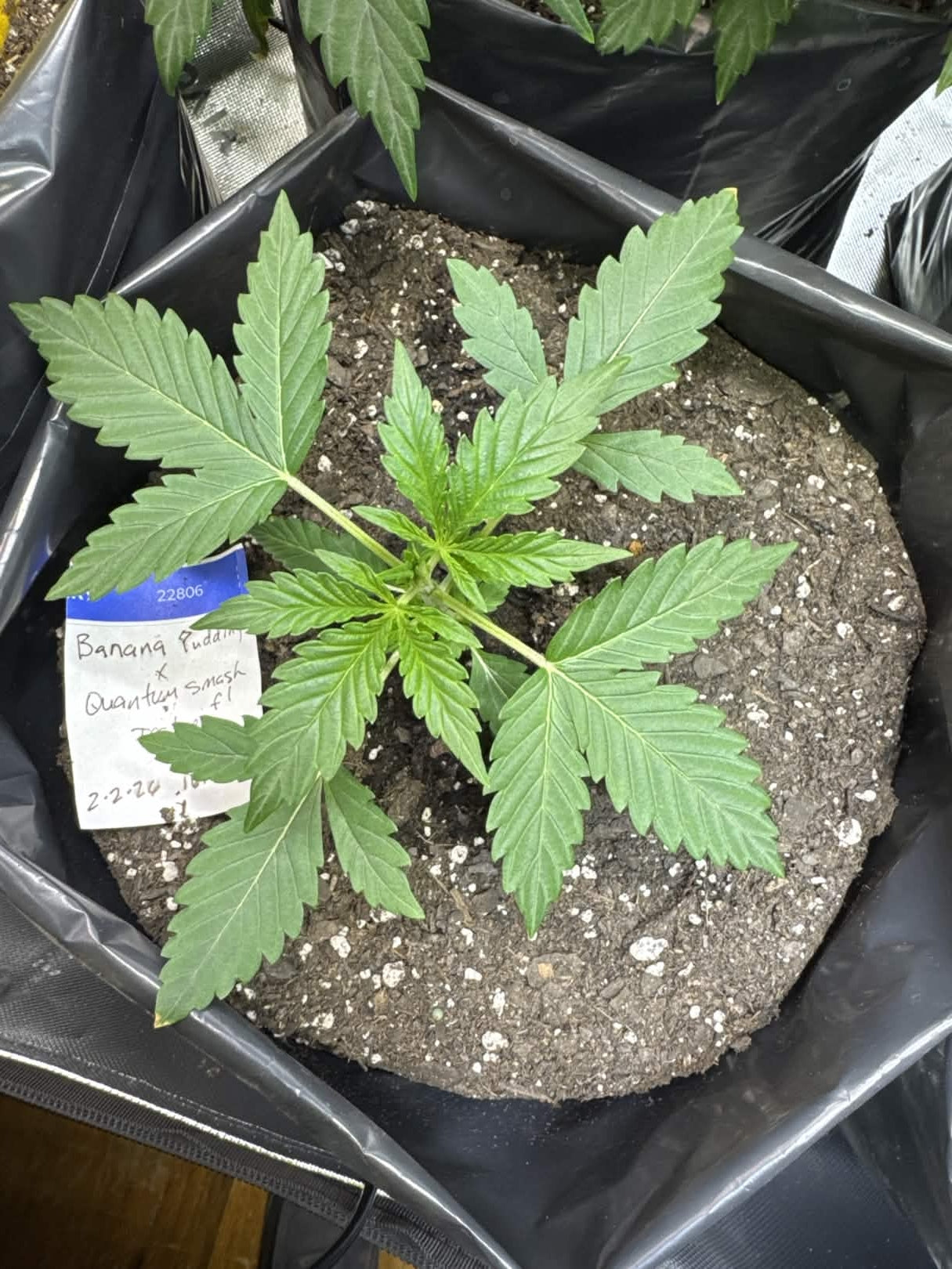 Axiom Seeds | Space Bananas | Auto Flower Cannabis Seeds Female