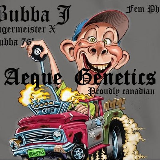 Aeque Genetics | Bubba J | Photoperiod Cannabis Seeds Female