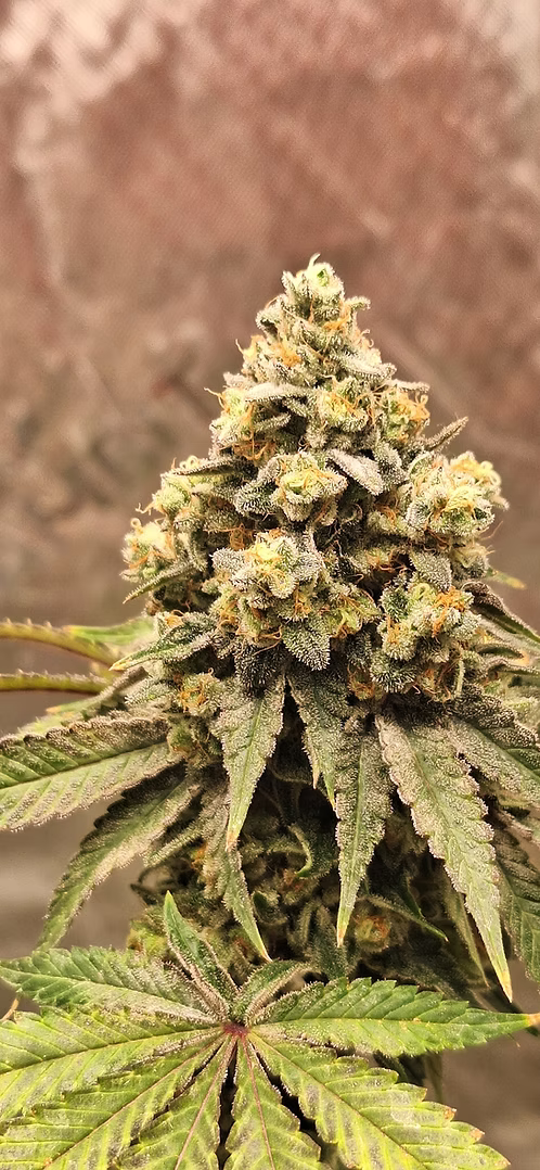 Aeque Genetics | Canis Lupus | Photoperiod Cannabis Seeds Female
