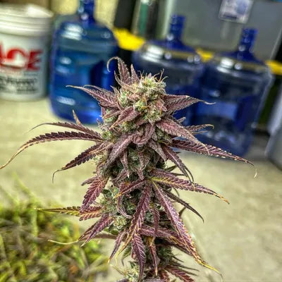 Gnome Automatics | Star Fox x Moth Man | Auto Flower Cannabis Seeds Female