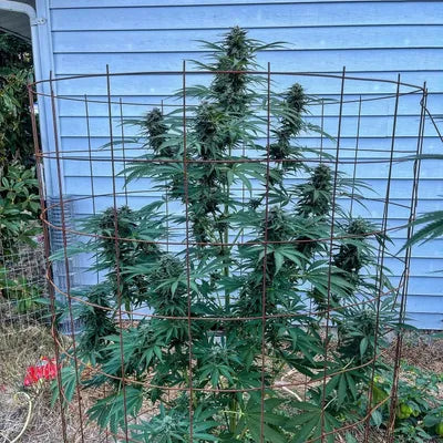 Gnome Automatics | Miner's Koffee | Fast Flowering Cannabis Seeds Regular