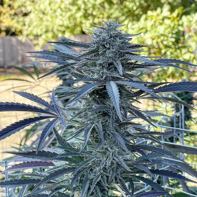 Gnome Automatics | PICAXE | Fast Flowering Cannabis Seeds Regular