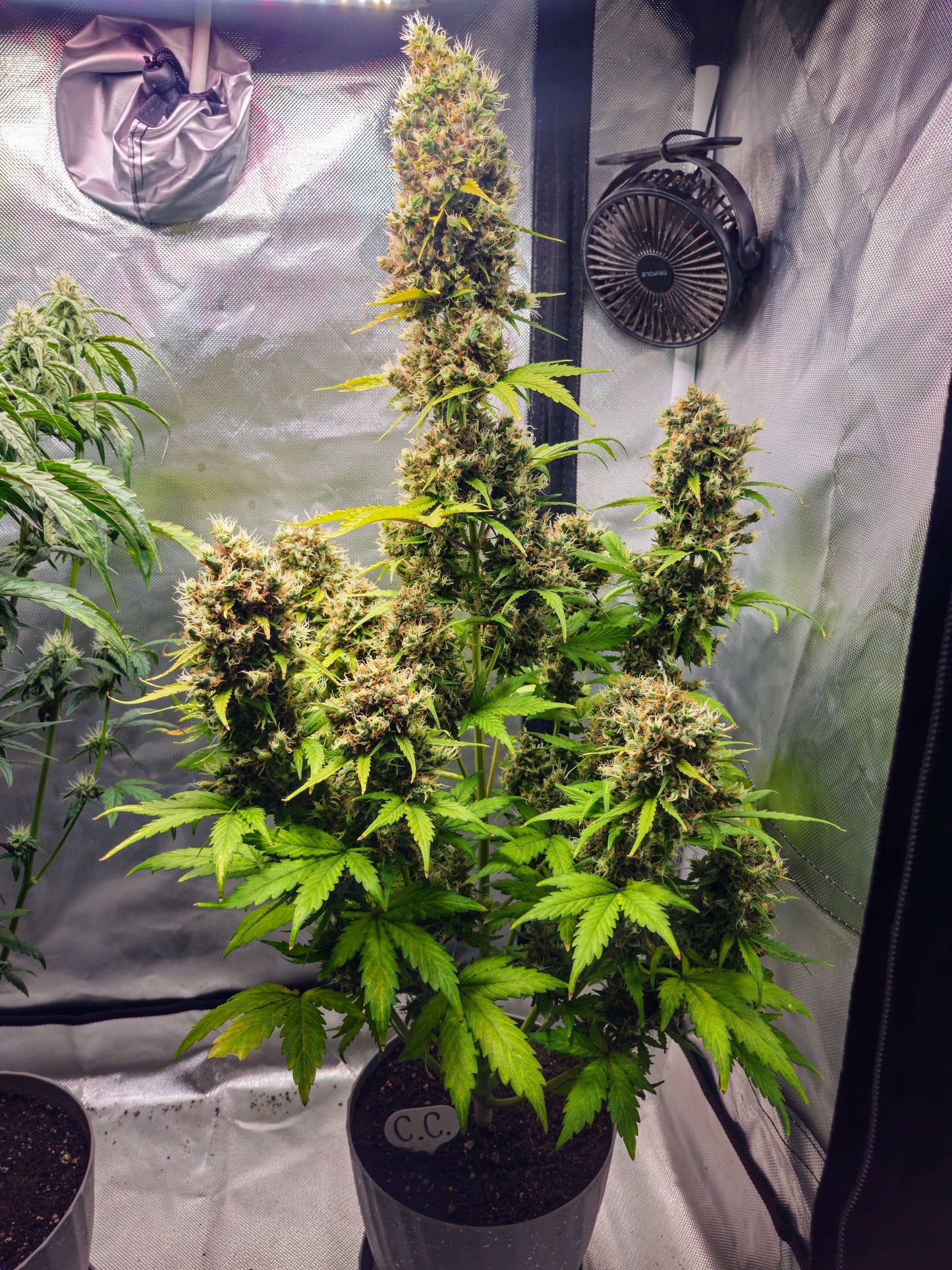 Axiom Seeds | Crazy Crack | Auto Flower Cannabis Seeds Female