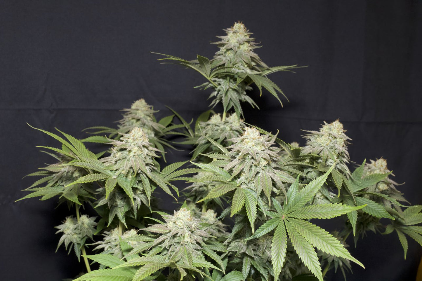 Fast Buds | Orange Sherbet FF | Fast Flowering Cannabis Seeds Female
