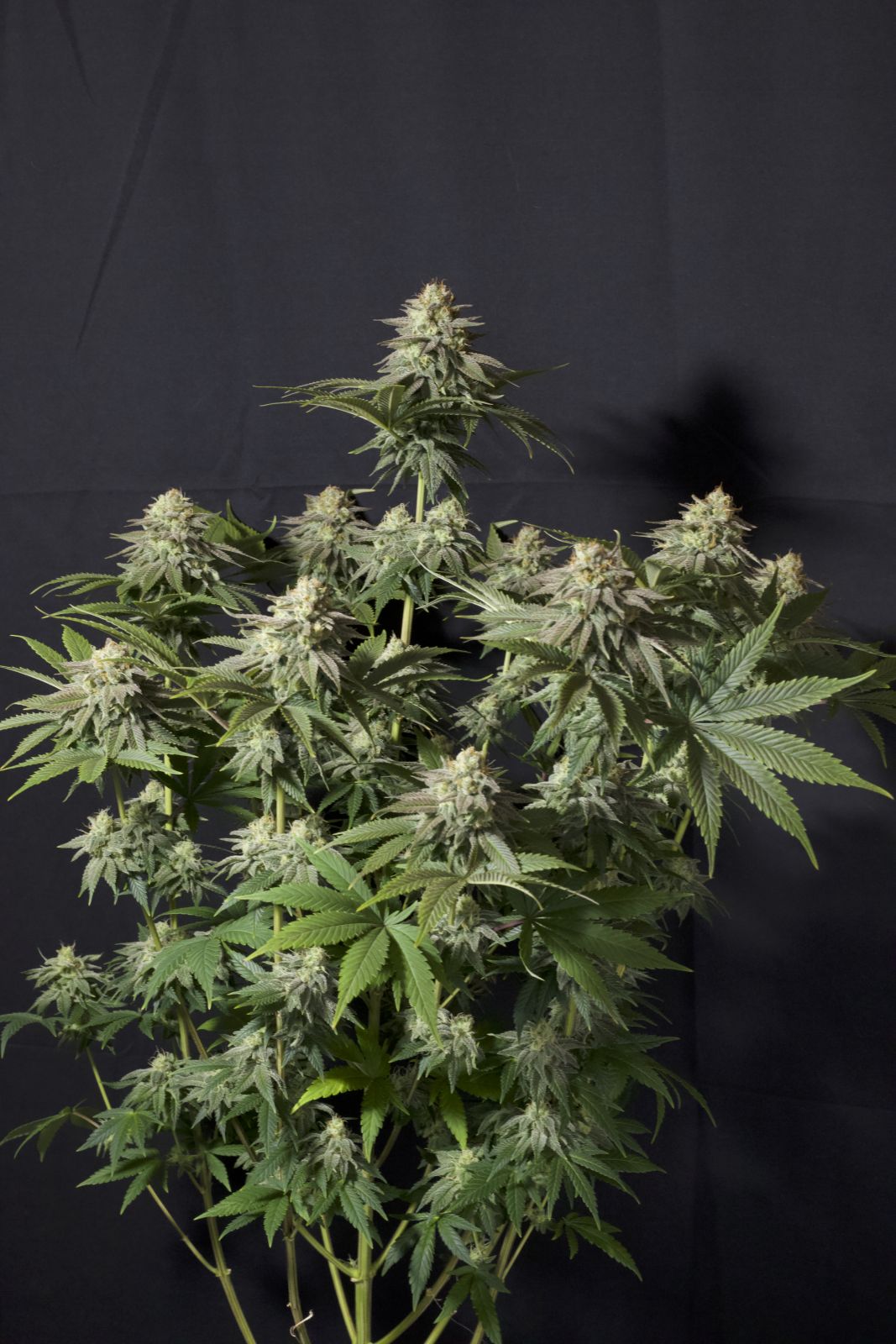 Fast Buds | Orange Sherbet FF | Fast Flowering Cannabis Seeds Female