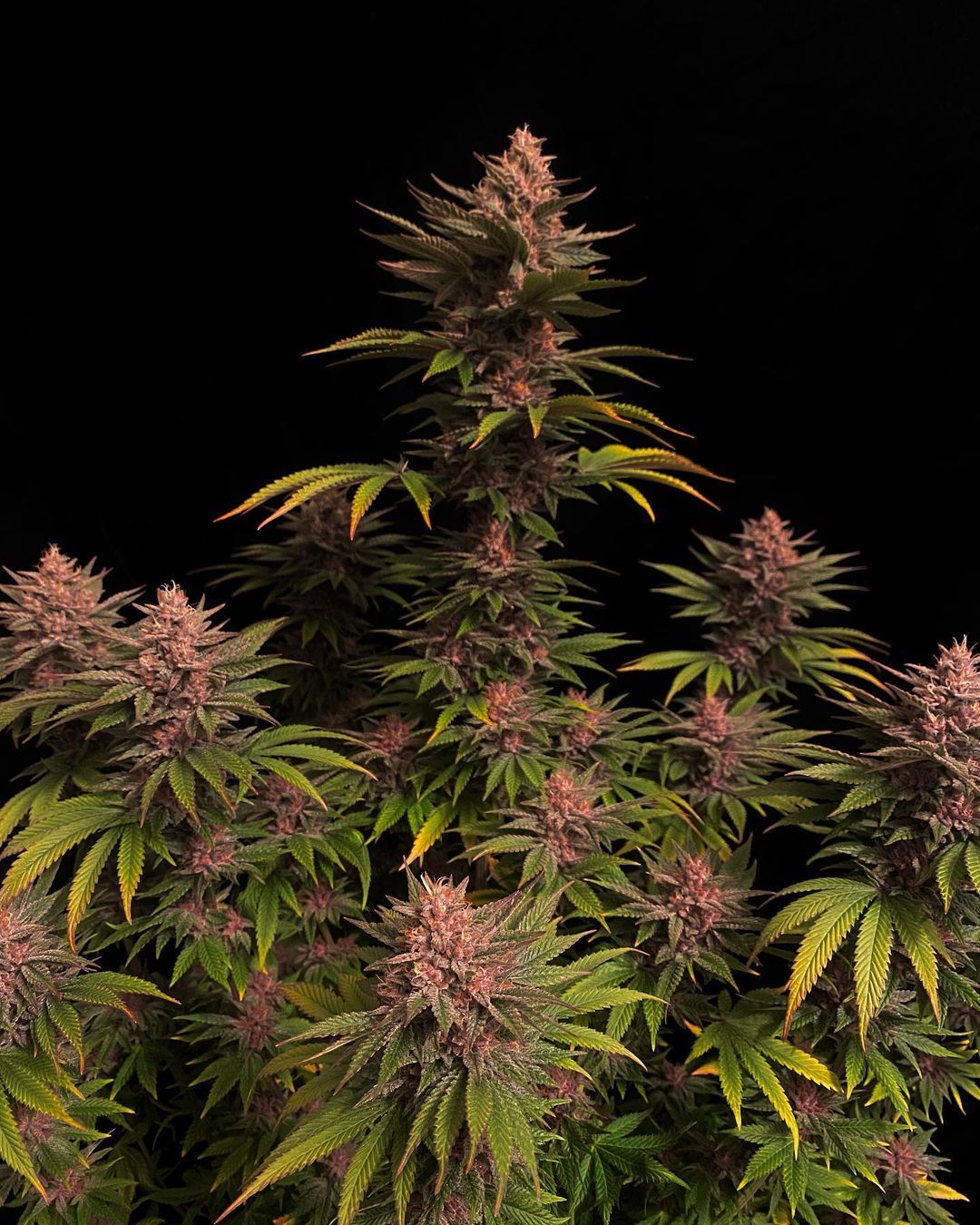 Fast Buds | Purple Lemonade FF | Fast Flowering Cannabis Seeds Female