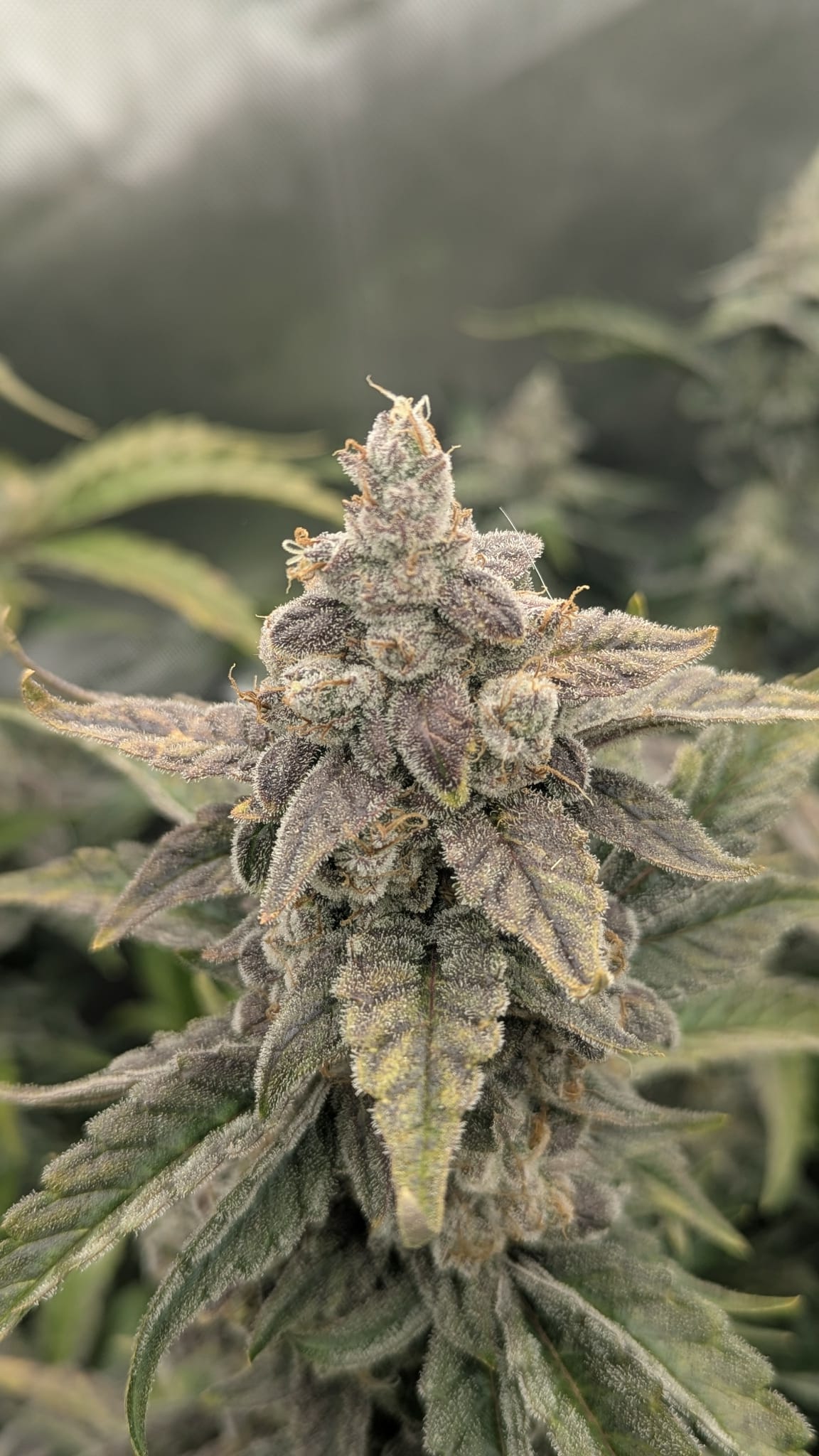 Axiom Seeds | Quantum Smash F2 | Auto Flower Cannabis Seeds Female