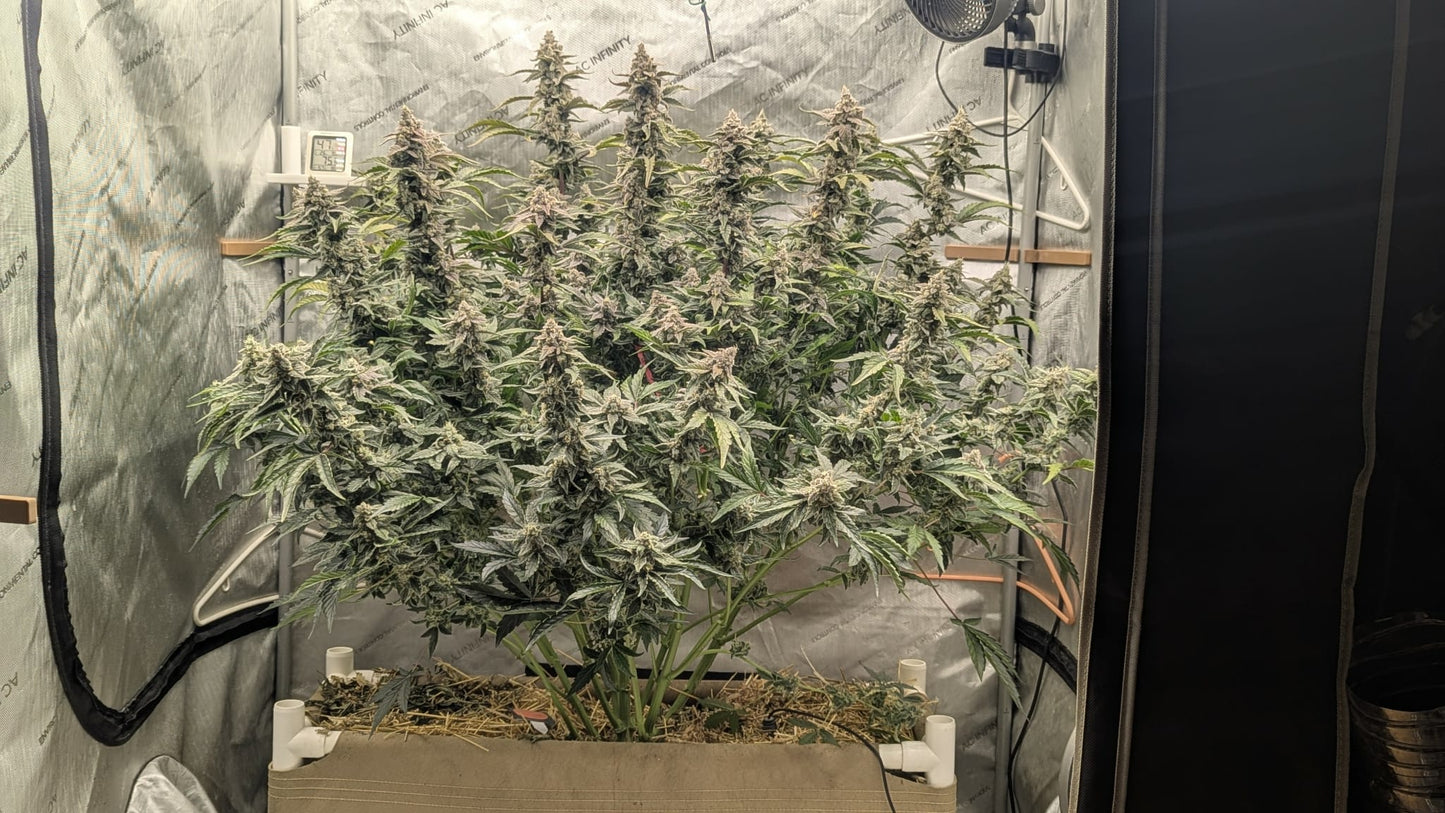 Axiom Seeds | Quantum Smash F1 | Auto Flower Cannabis Seeds Female
