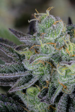 Fast Buds | Gorilla Cookies FF | Fast Flowering Cannabis Seeds Female