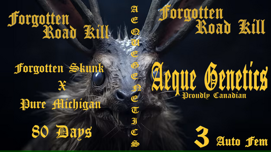 Aeque Genetics | Forgotten Road Kill |Autoflowering Cannabis Seeds Female