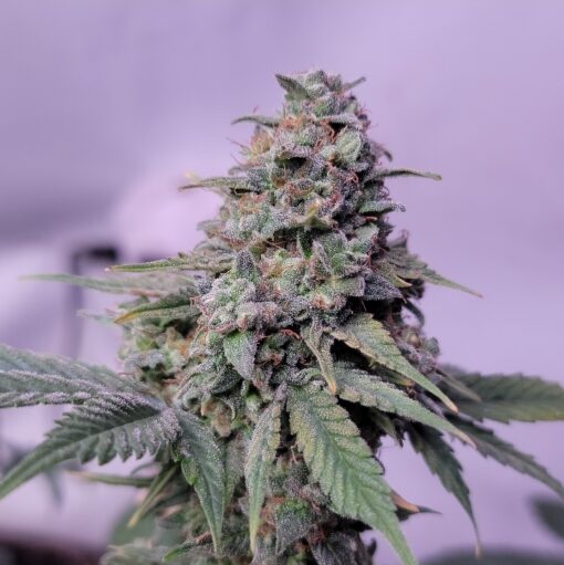 TwistedTree | Green Crack | Auto Flower Cannabis Seeds Female