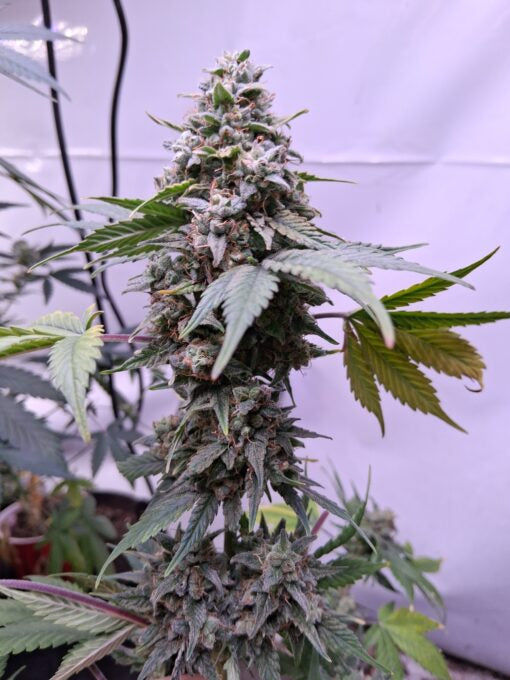 TwistedTree | Green Crack | Auto Flower Cannabis Seeds Female