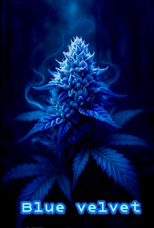🎁 Smokin Strain Station | Blue Velvet | Photo Fem 3PK | Freebie (100% off)