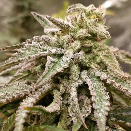 TwistedTree | Jimmyjacks F4 | Auto Flower Cannabis Seeds Female