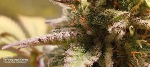 TwistedTree | Jimmyjacks F4 | Auto Flower Cannabis Seeds Female