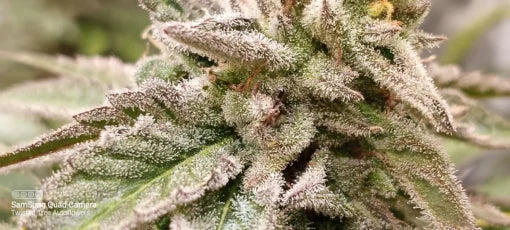 TwistedTree | Jimmyjacks F4 | Auto Flower Cannabis Seeds Female