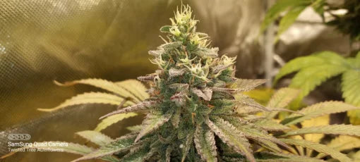 TwistedTree | Jimmyjacks F4 | Auto Flower Cannabis Seeds Female