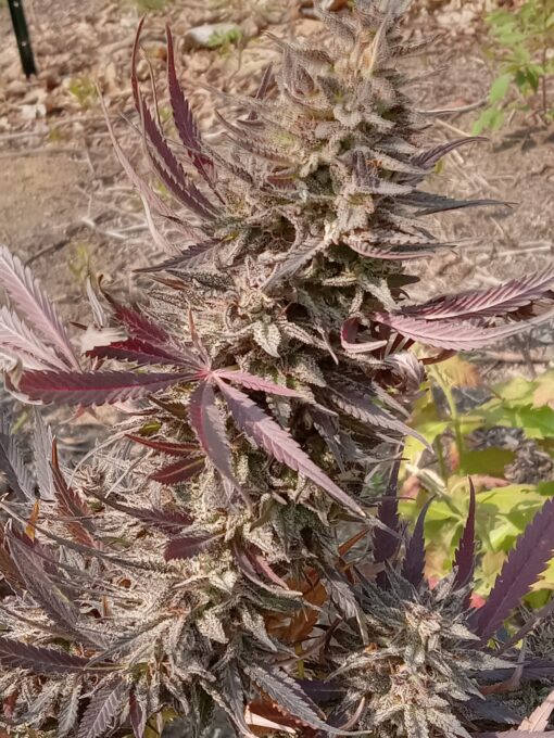TwistedTree | Jimmyjacks F4 | Auto Flower Cannabis Seeds Female