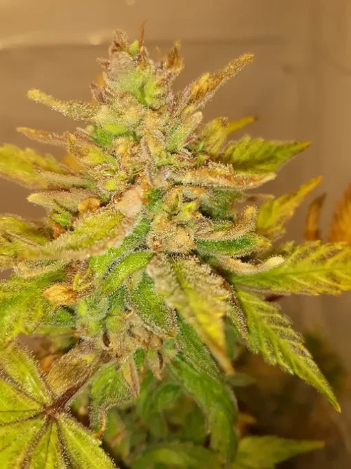 TwistedTree | Lemon OG F4 | Auto Flower Cannabis Seeds Female