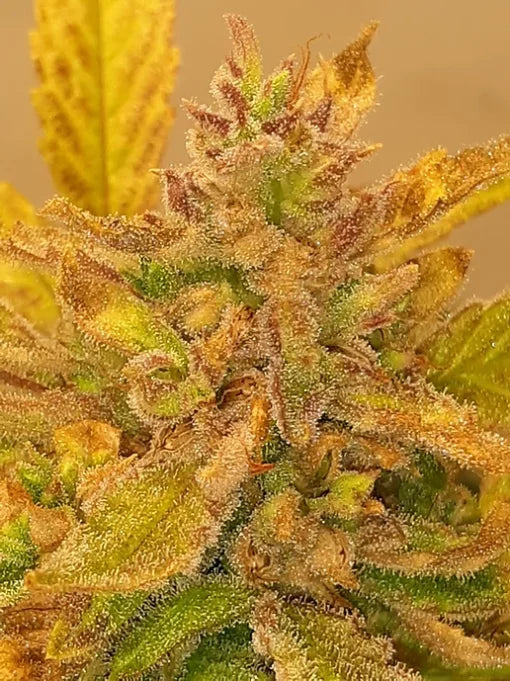 TwistedTree | Lemon OG F4 | Auto Flower Cannabis Seeds Female