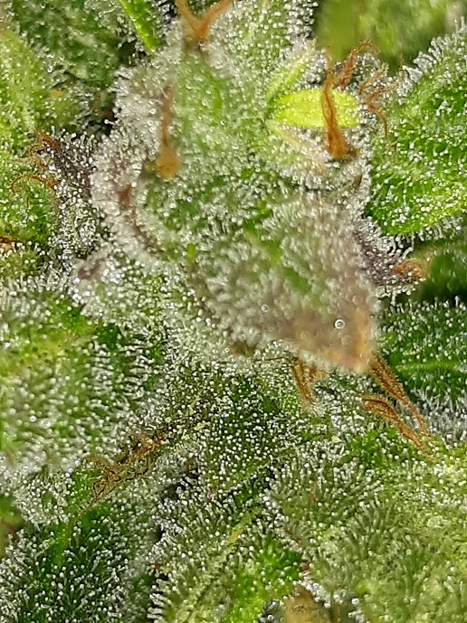 TwistedTree | Lemon OG F4 | Auto Flower Cannabis Seeds Female