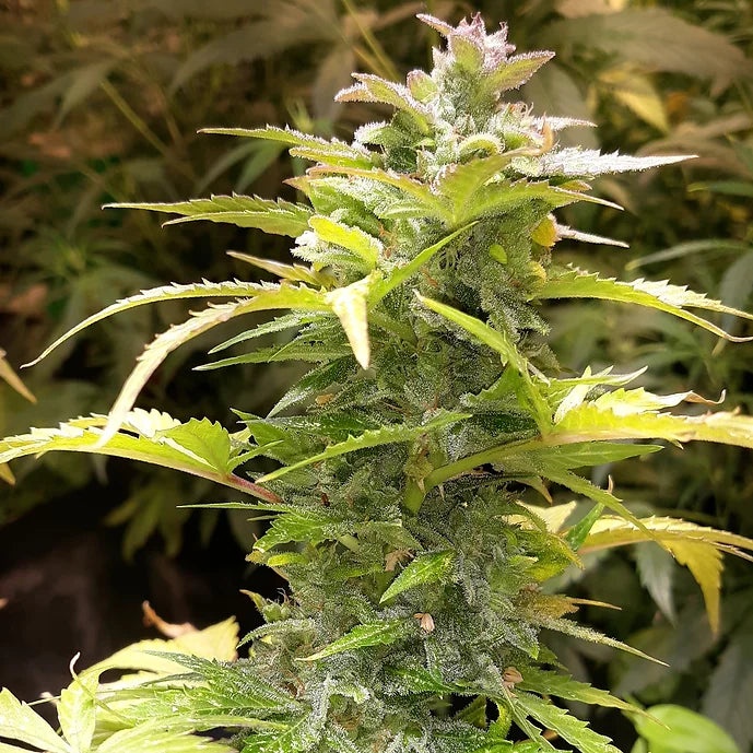 TwistedTree | Lemon OG F4 | Auto Flower Cannabis Seeds Female