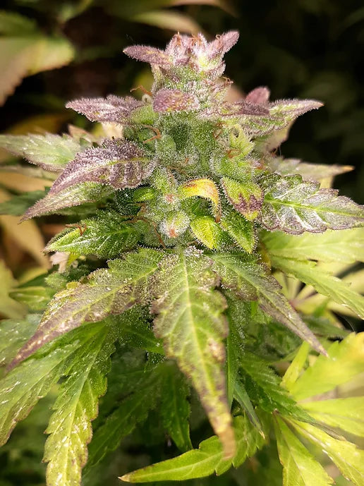 TwistedTree | Lemon OG F4 | Auto Flower Cannabis Seeds Female