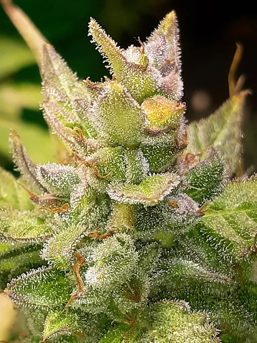 TwistedTree | Lemon OG F4 | Auto Flower Cannabis Seeds Female