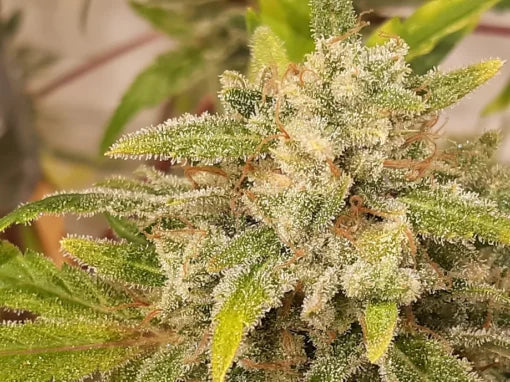 TwistedTree | Nova OG F5 | Auto Flower Cannabis Seeds Female