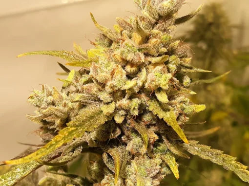 TwistedTree | Nova OG F5 | Auto Flower Cannabis Seeds Female