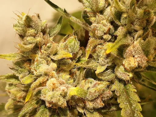 TwistedTree | Nova OG F5 | Auto Flower Cannabis Seeds Female