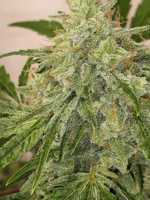 TwistedTree | Nova OG F5 | Auto Flower Cannabis Seeds Female