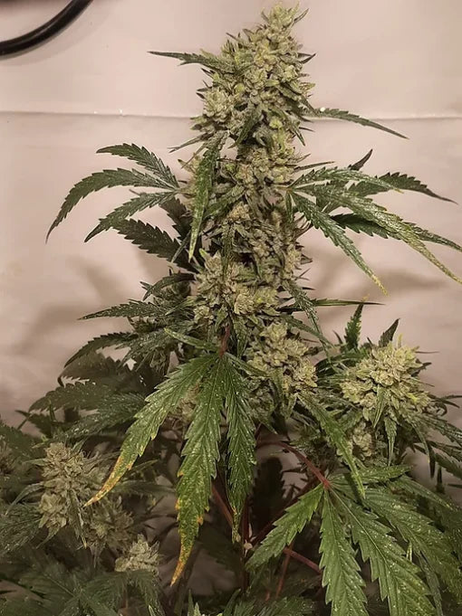 TwistedTree | Nova OG F5 | Auto Flower Cannabis Seeds Female