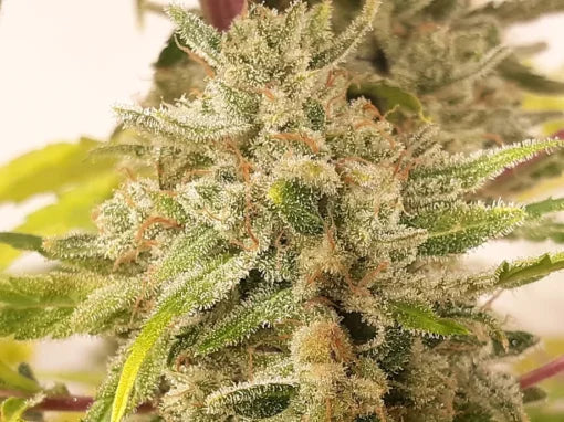 TwistedTree | Nova OG F5 | Auto Flower Cannabis Seeds Female