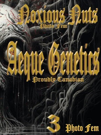 Aeque Genetics | Noxious Nuts |Photoperiod Cannabis Seeds Female