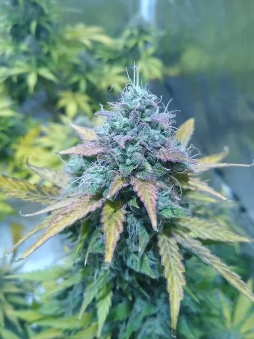 TwistedTree | Orange Bubblegum | Auto Flower Cannabis Seeds Female
